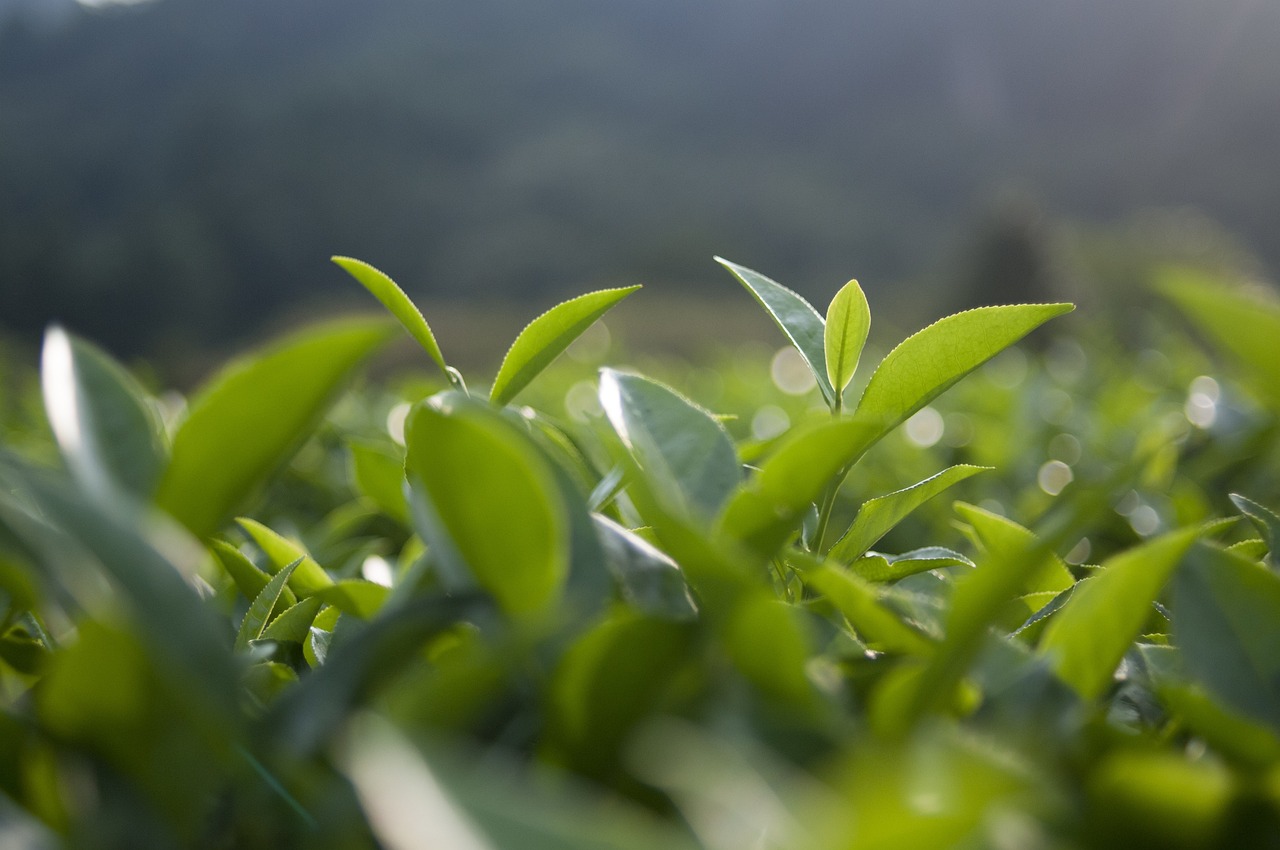 中国十大名茶最新排名揭晓，探寻中国茶文化的璀璨瑰宝