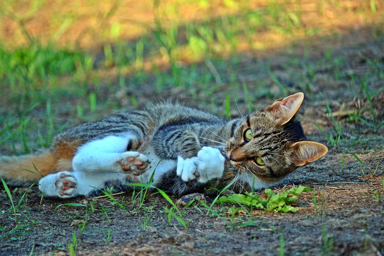 磁力猫最新版链接探讨，法律问题与最新地址链接解析