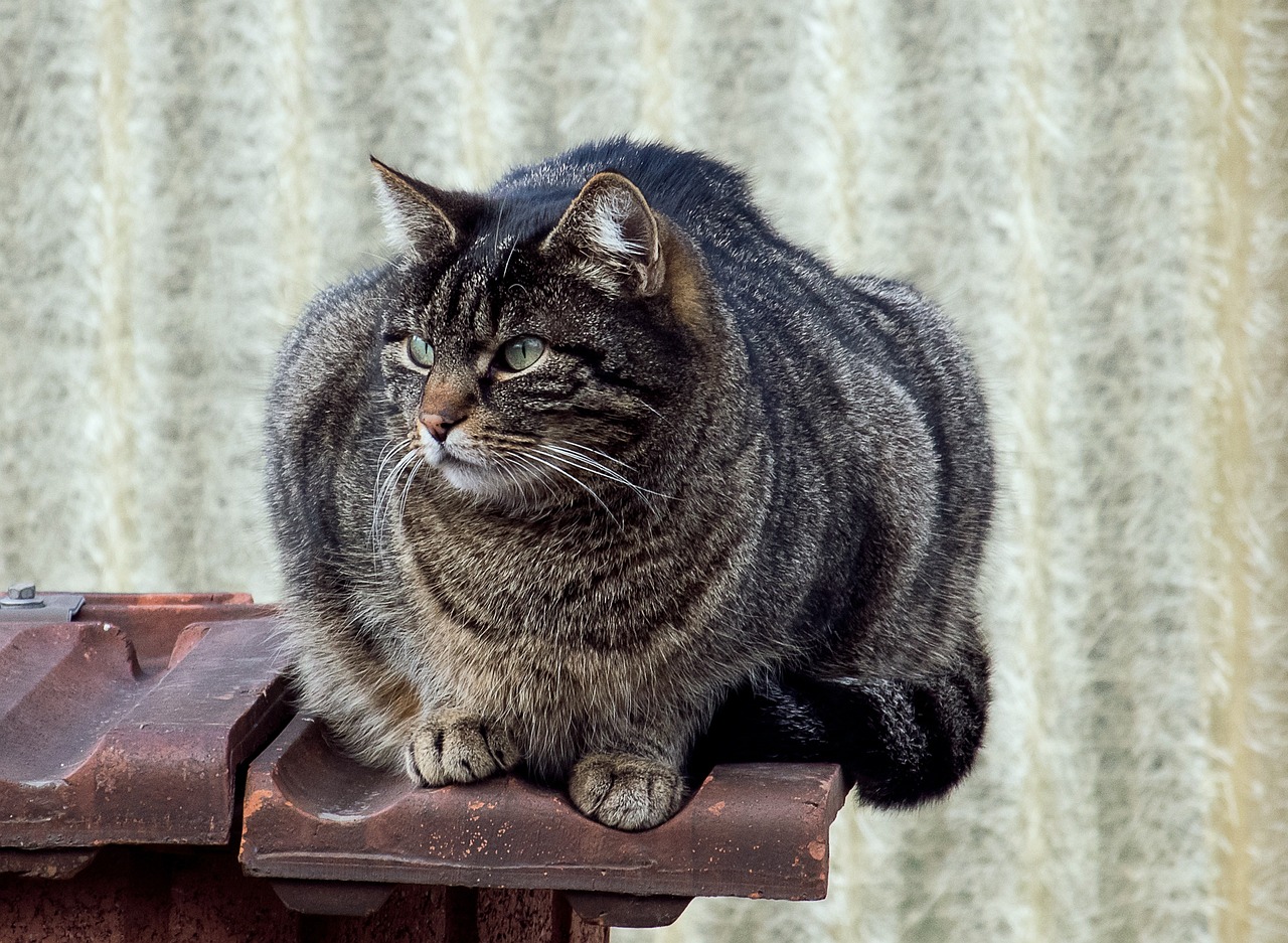 猫咪最新网站，猫奴的乐园探索